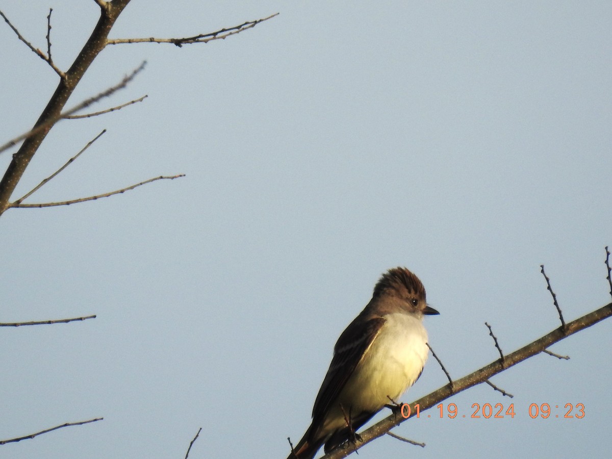 Ash-throated Flycatcher - ML613755192