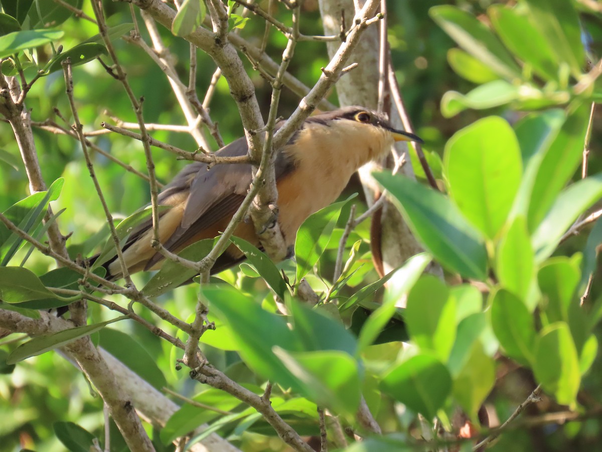 Mangrove Cuckoo - ML613755202