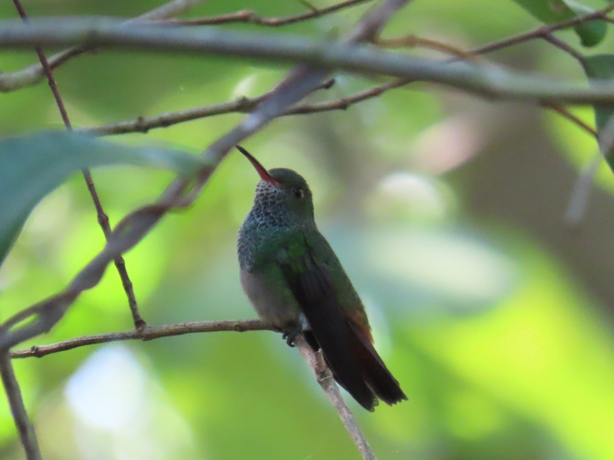 Rufous-tailed Hummingbird - ML613755243