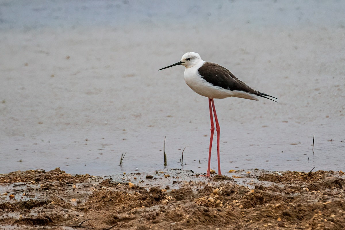 Black-winged Stilt - Yashar Sadafzadeh