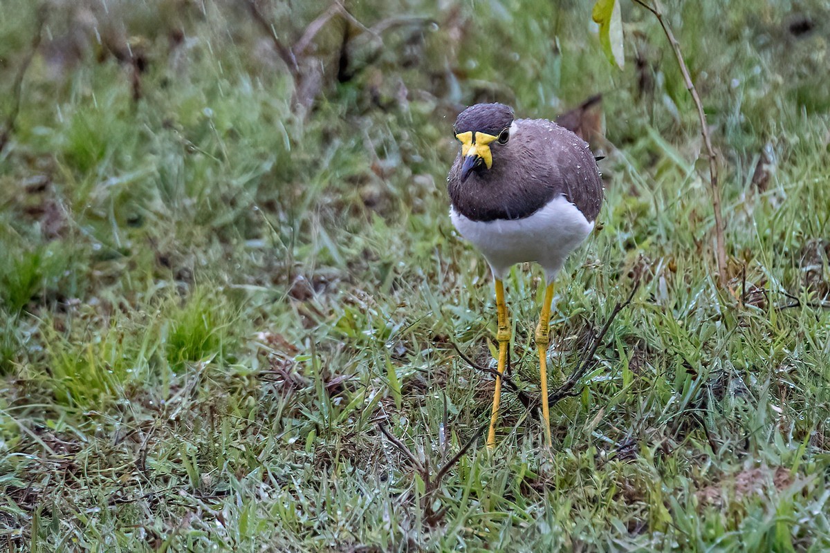 Yellow-wattled Lapwing - ML613755347