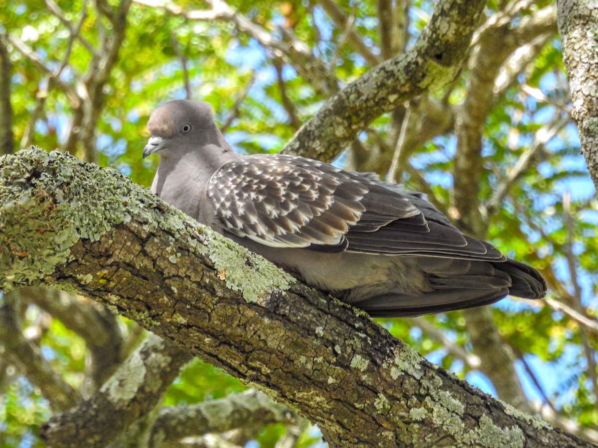 Spot-winged Pigeon - ML613755349