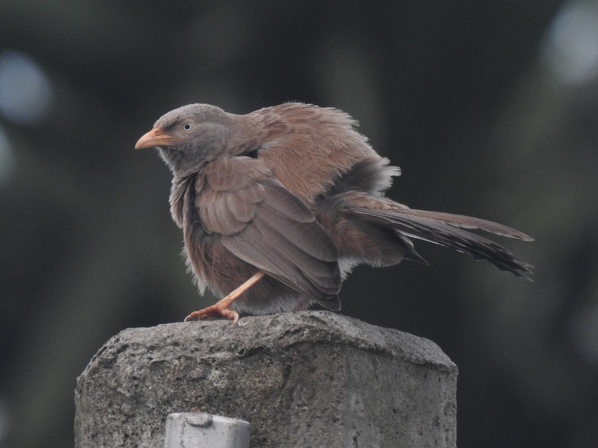 Yellow-billed Babbler - Matthieu Gauvain