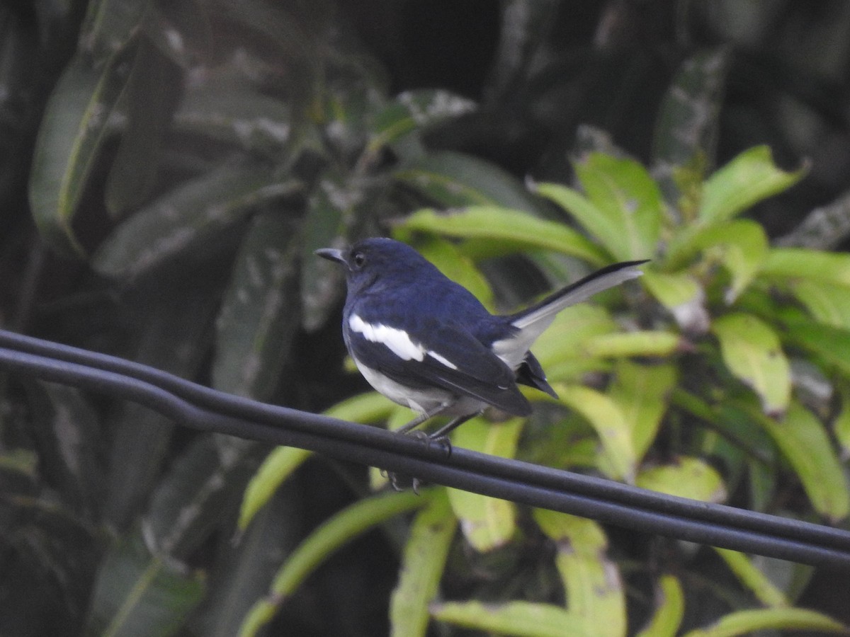 Oriental Magpie-Robin - ML613755377