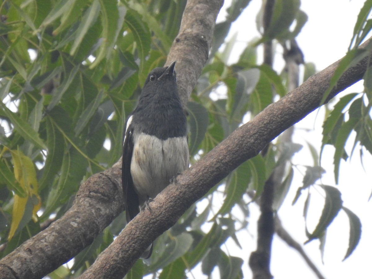 Oriental Magpie-Robin - ML613755378