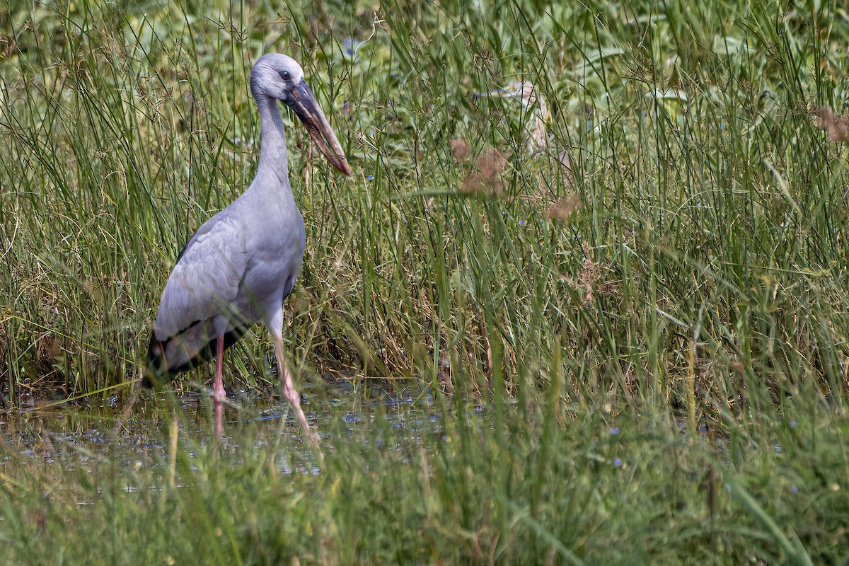 Asian Openbill - Yashar Sadafzadeh