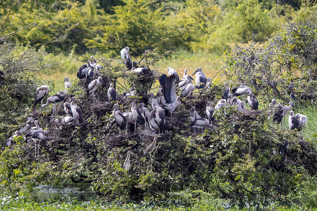 Asian Openbill - ML613755440