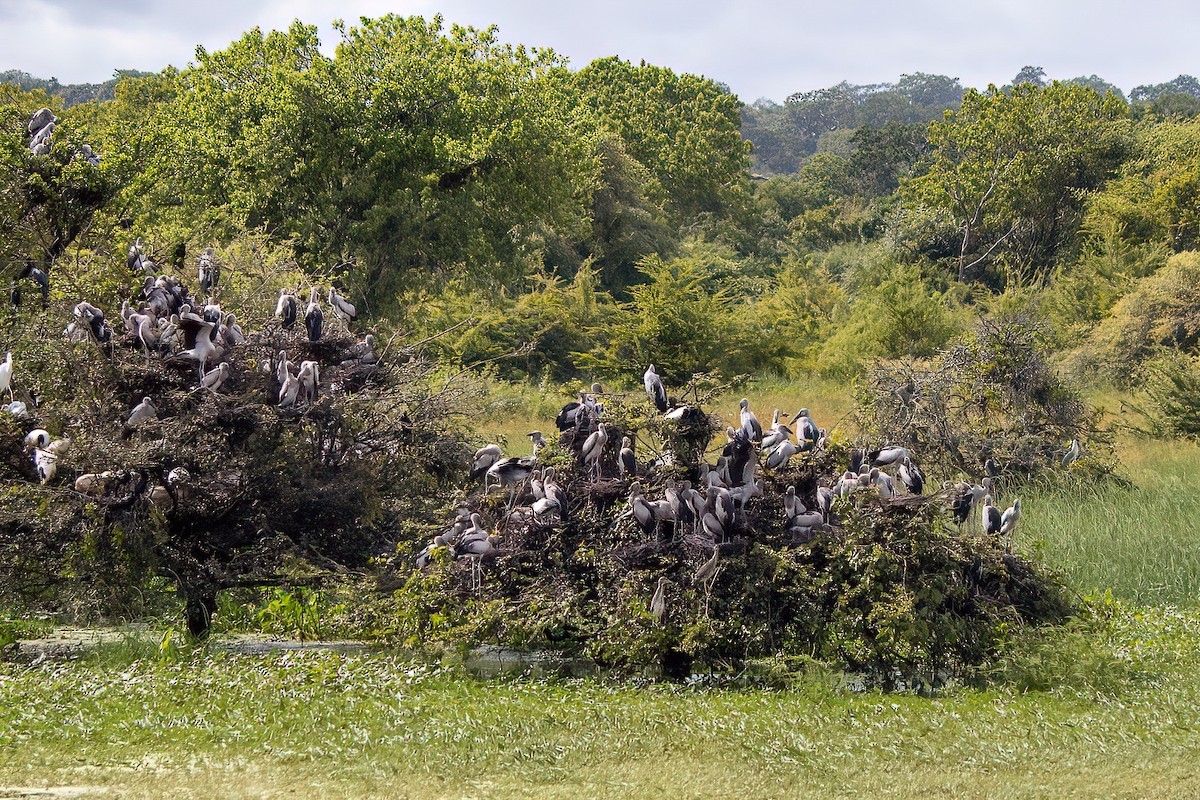 Asian Openbill - Yashar Sadafzadeh