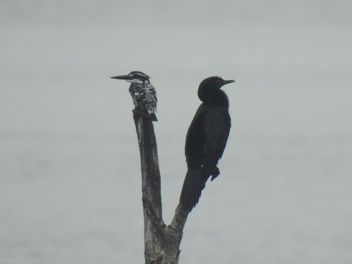 Pied Kingfisher - ML613755454