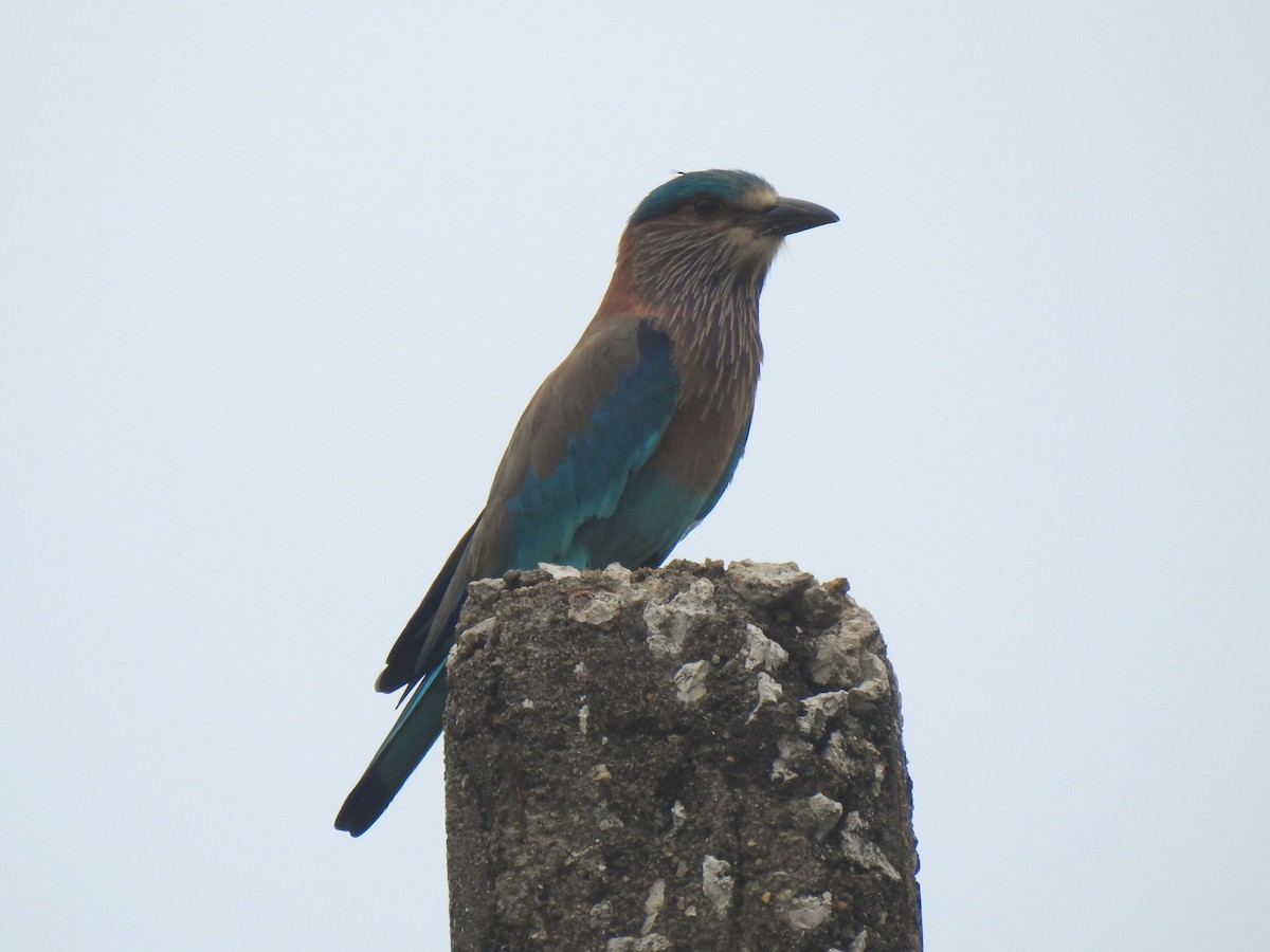 Indian Roller - ML613755456