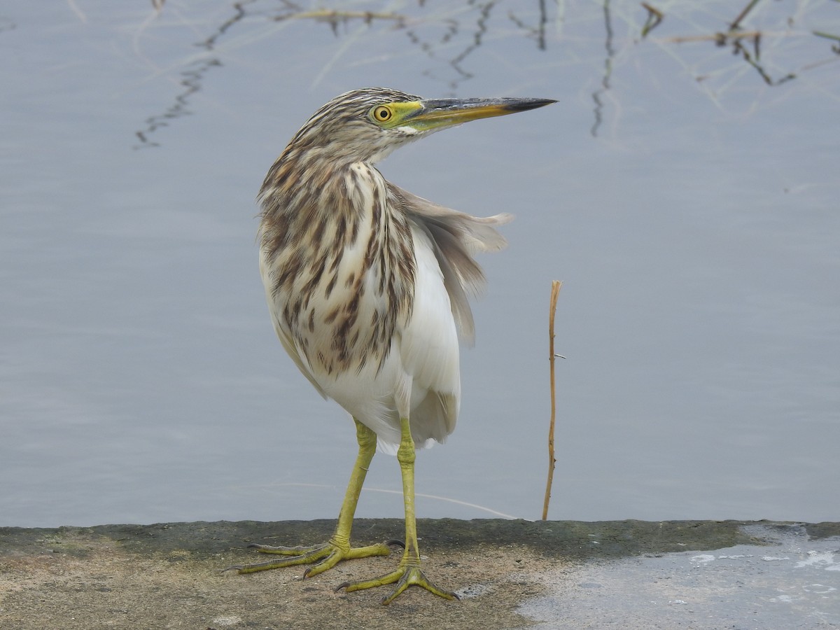 Indian Pond-Heron - Matthieu Gauvain
