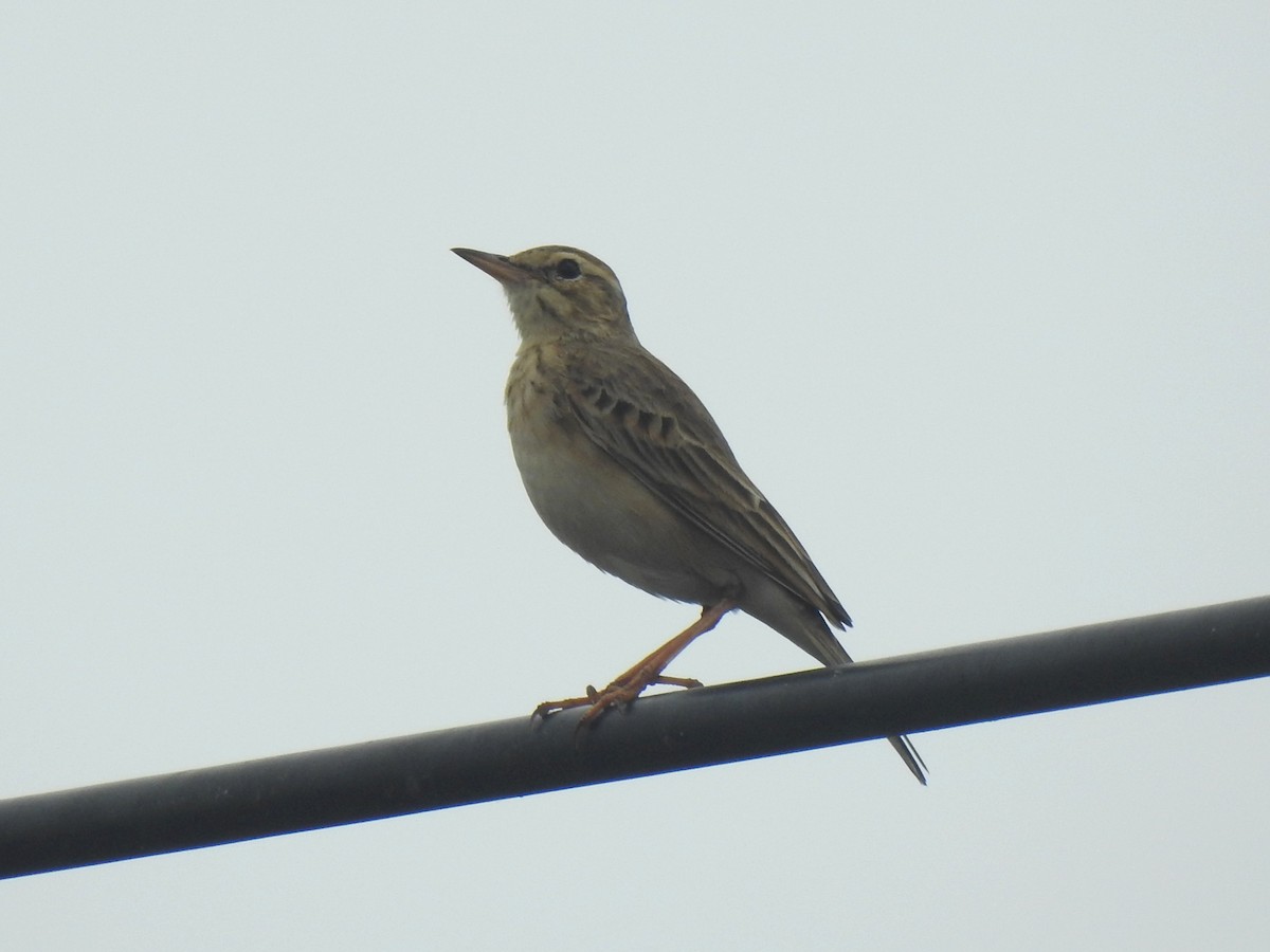 Paddyfield Pipit - ML613755482