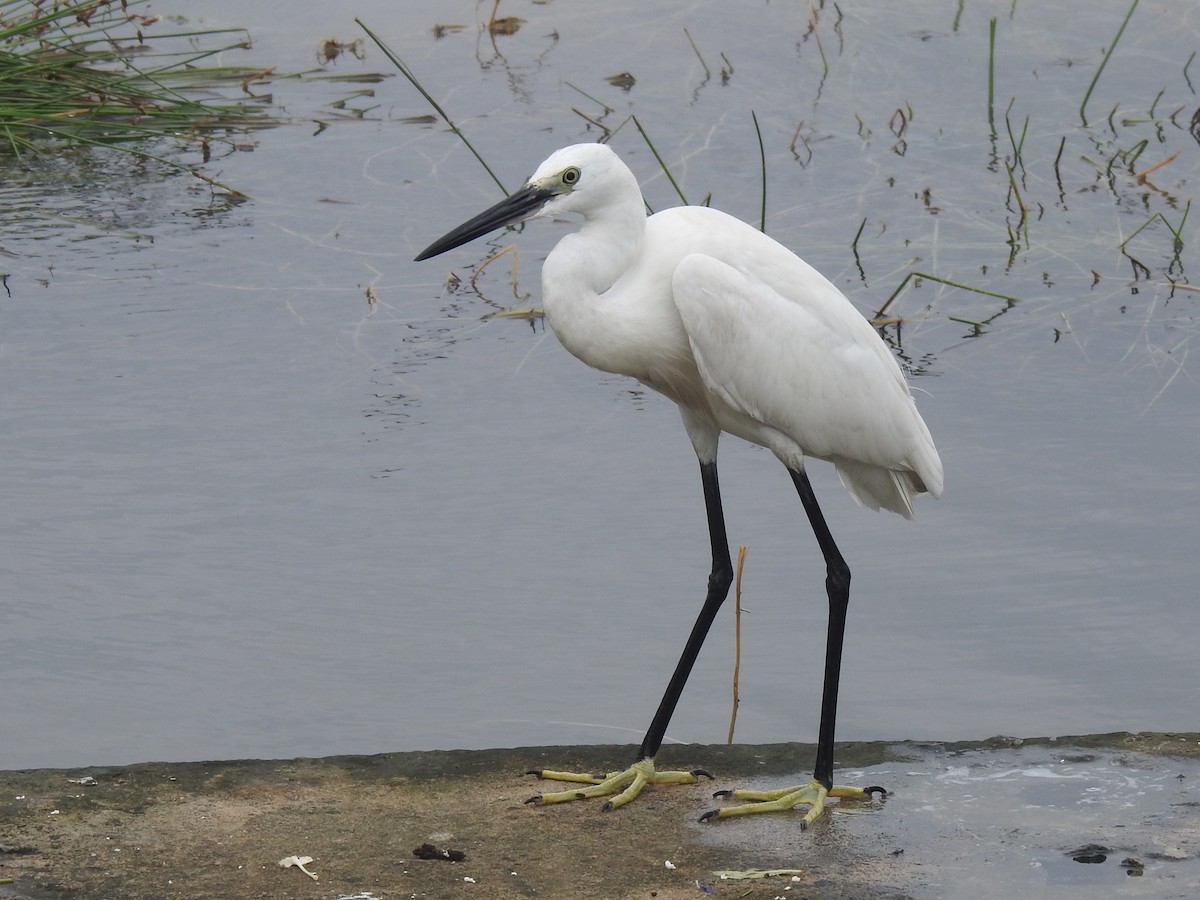 Little Egret - ML613755489