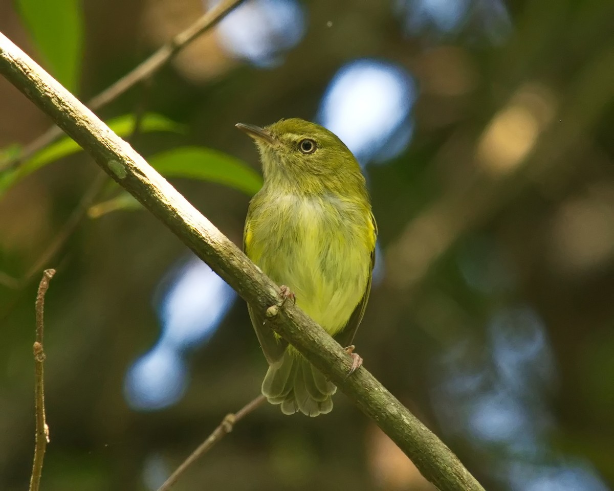 Hangnest Tody-Tyrant - Amaury Pimenta