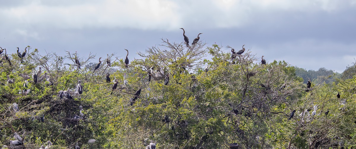 Oriental Darter - ML613755524