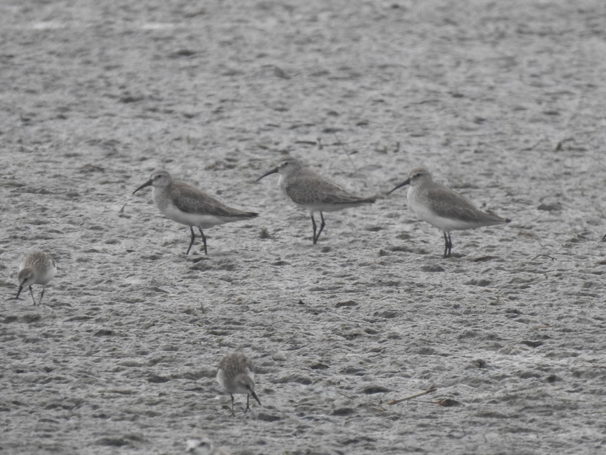 Curlew Sandpiper - ML613755559