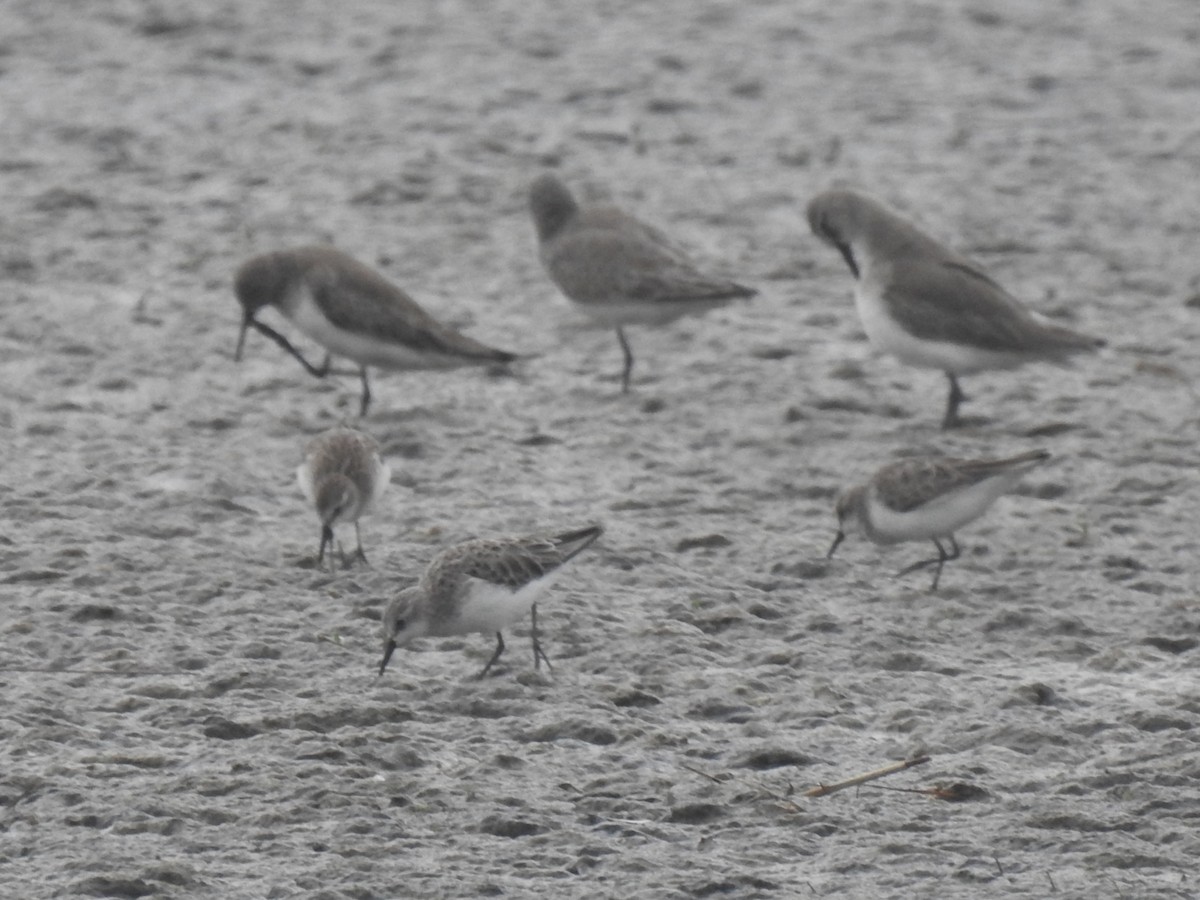 Little Stint - ML613755563