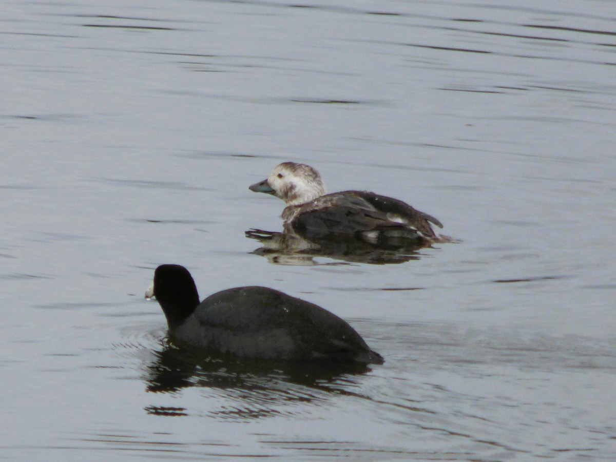 Long-tailed Duck - ML613755652