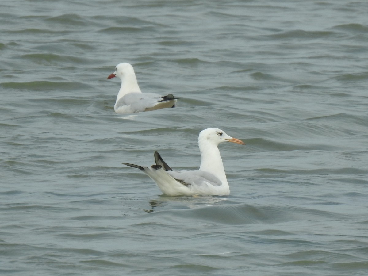 Slender-billed Gull - ML613755659