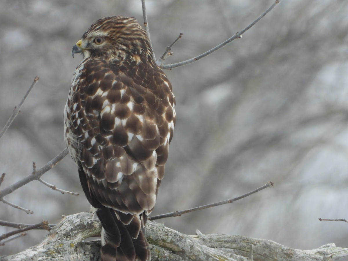 Red-shouldered Hawk - Samuel Burckhardt