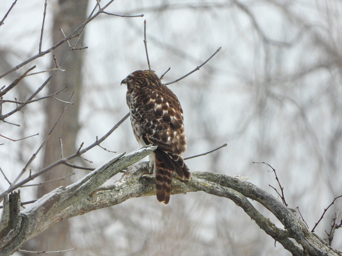 Red-shouldered Hawk - Samuel Burckhardt