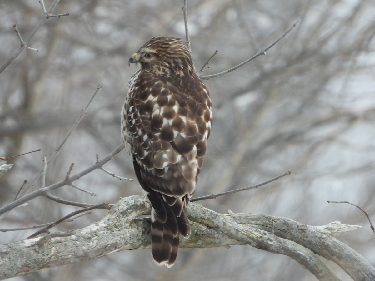 Red-shouldered Hawk - Samuel Burckhardt