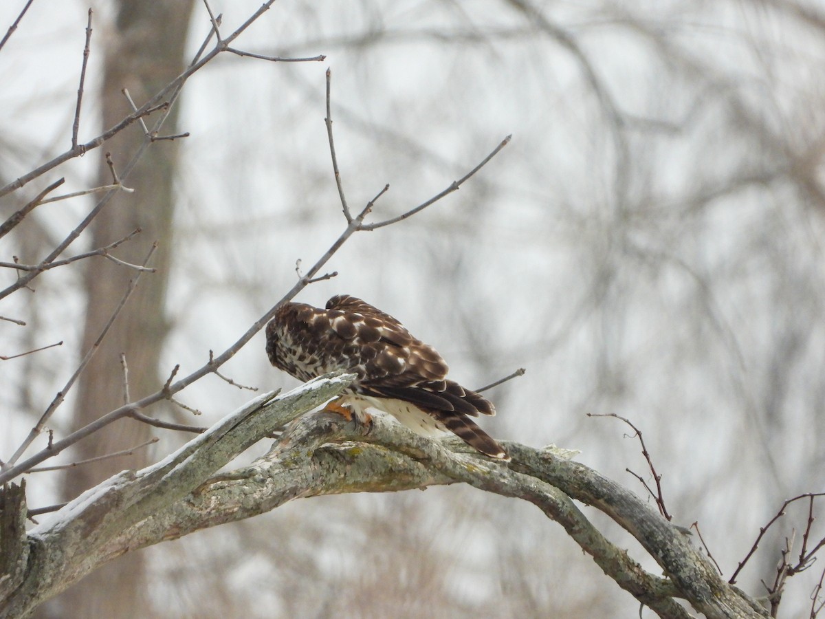 Red-shouldered Hawk - ML613755812