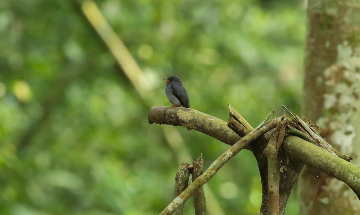 Yellow-footed Flycatcher - ML613755818