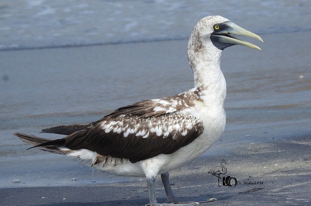 Masked Booby - Dr. NISHAD PM