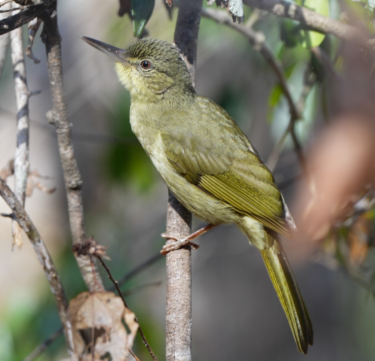 Long-billed Bernieria - ML613755875