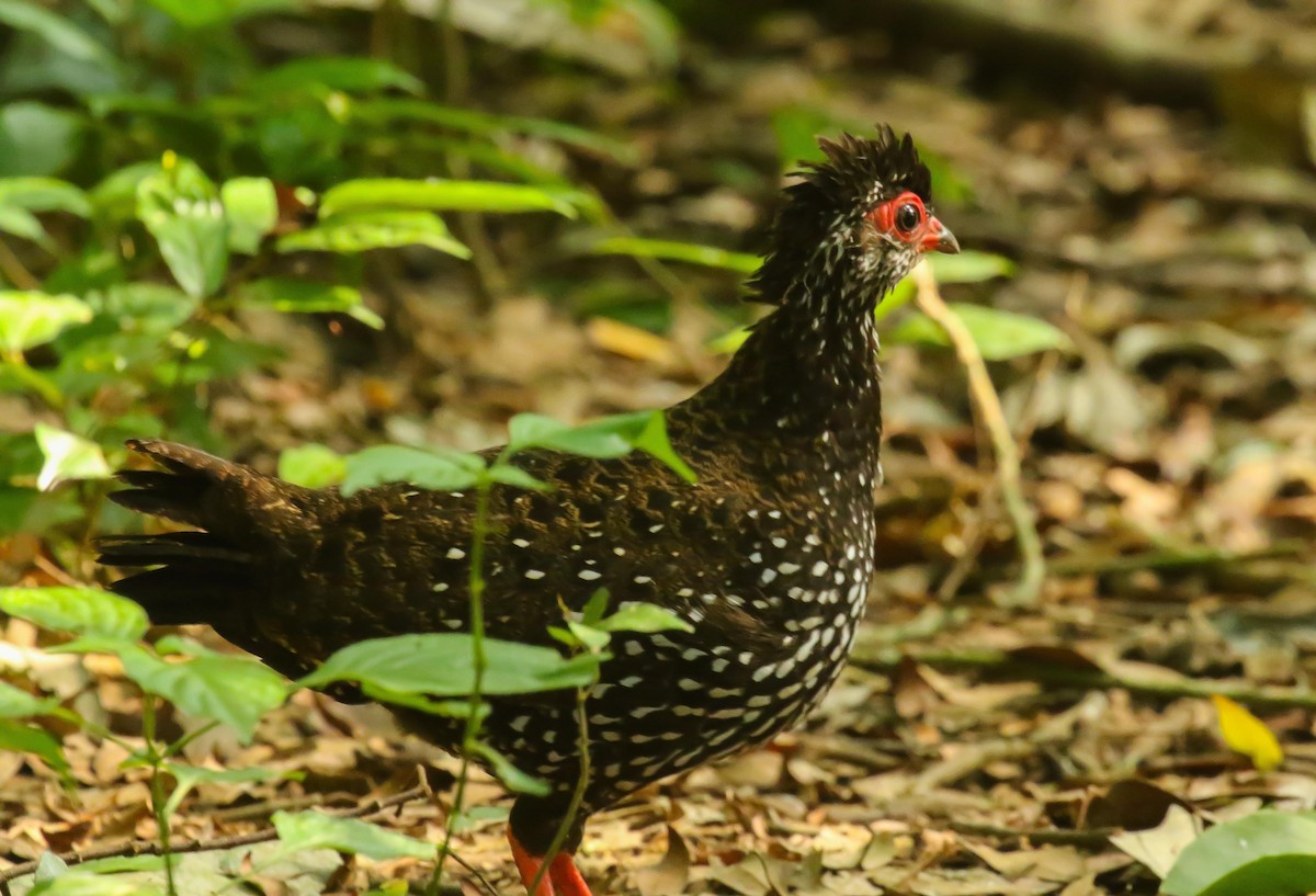 Nahan's Partridge - ML613755890