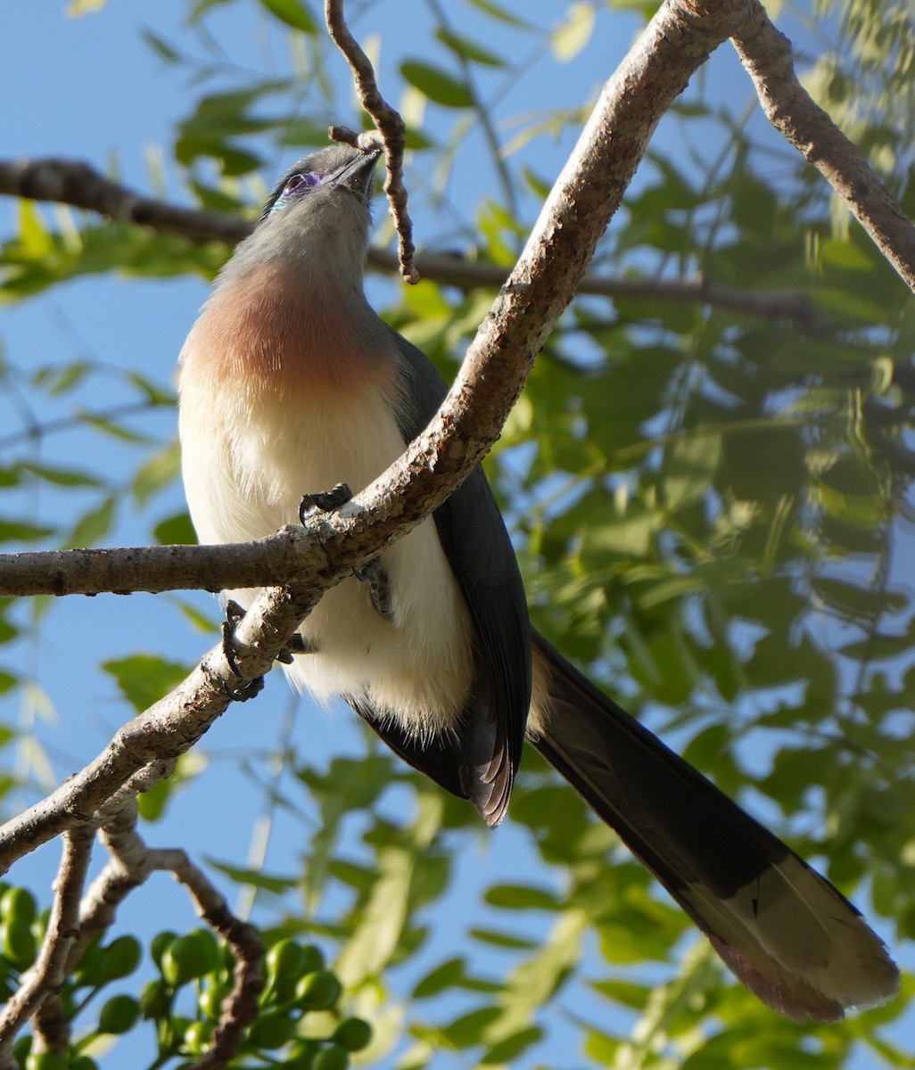 Crested Coua - ML613755899