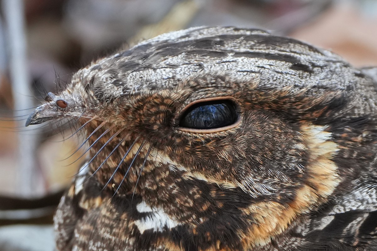 Madagascar Nightjar - Roman Suffner