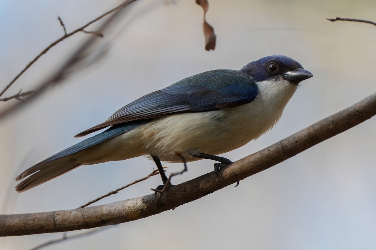 Madagascar Blue Vanga - ML613756099