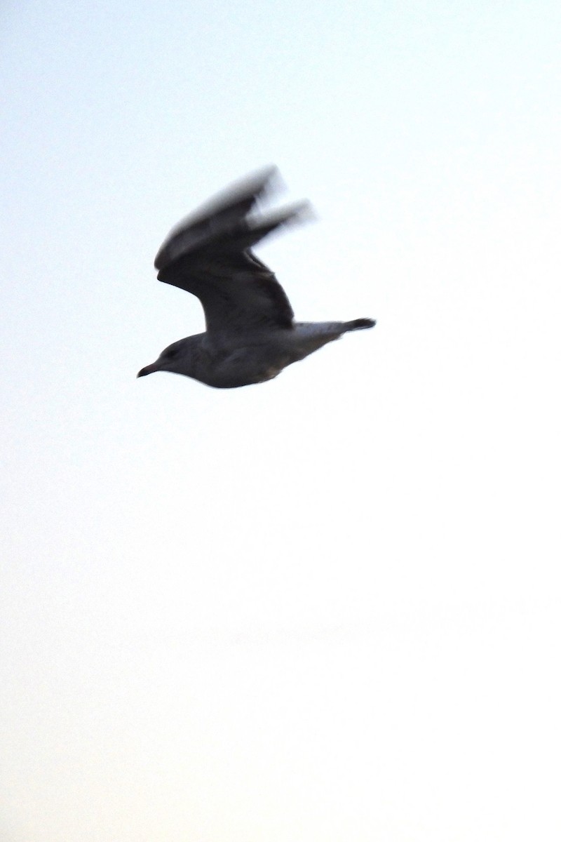 Делавэрская чайка - ML613756169