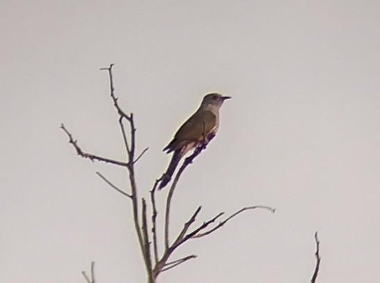 Plaintive Cuckoo - ML613756183