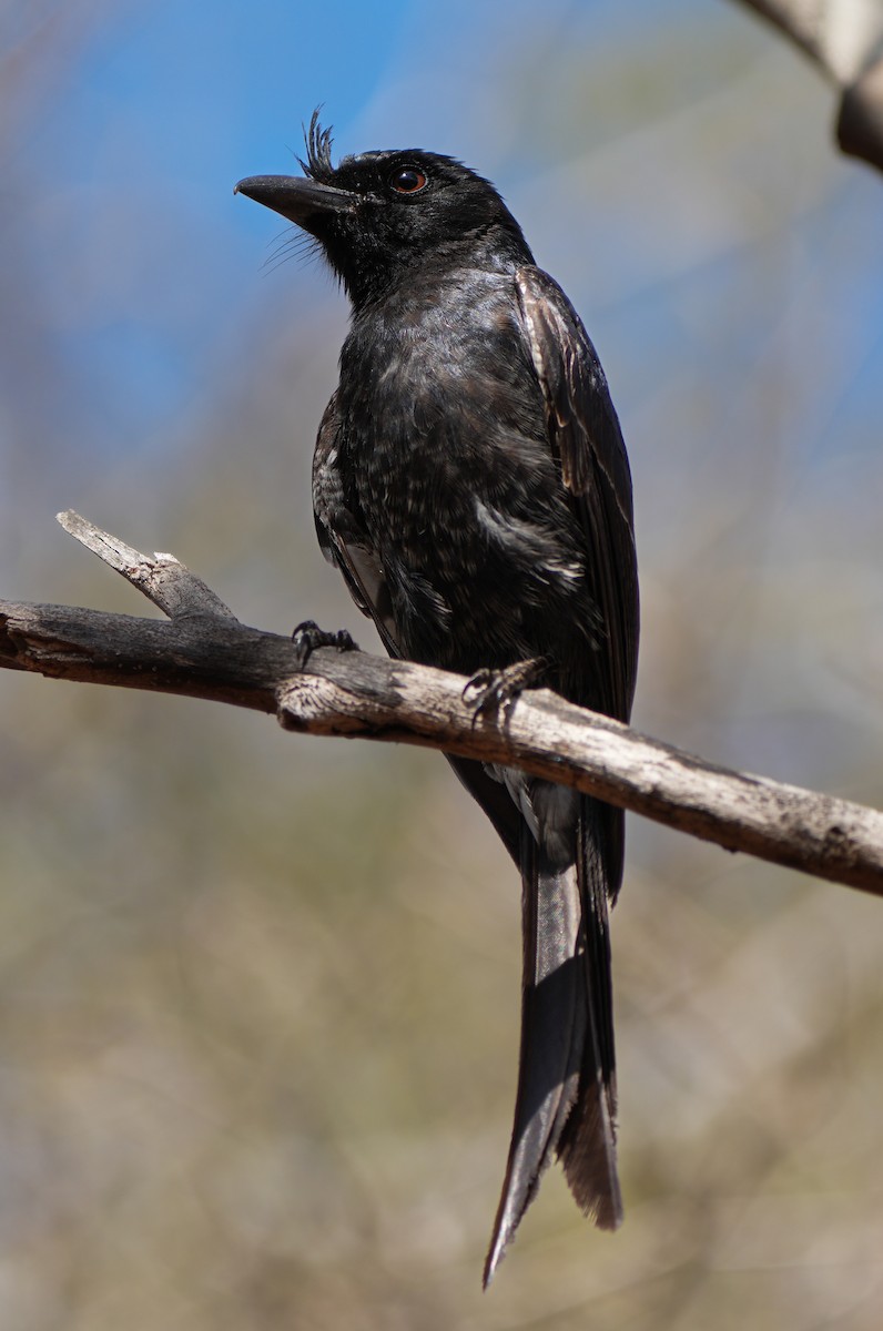 Sorguçlu Drongo - ML613756192