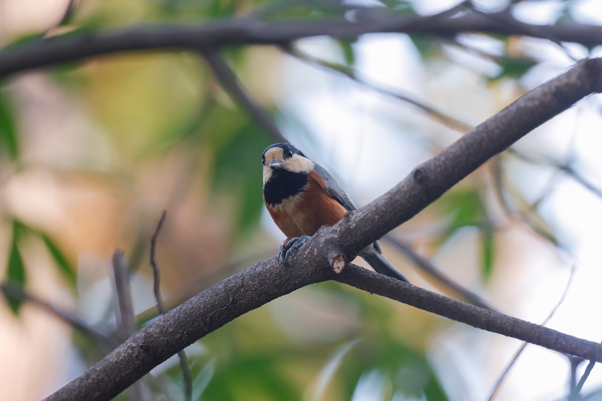 Varied Tit - ML613756230