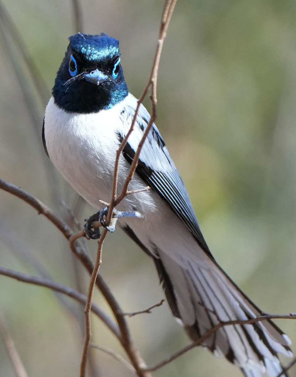 Malagasy Paradise-Flycatcher - ML613756232