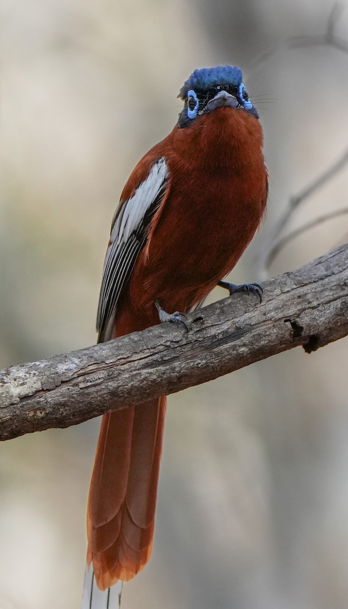 Malagasy Paradise-Flycatcher - ML613756273