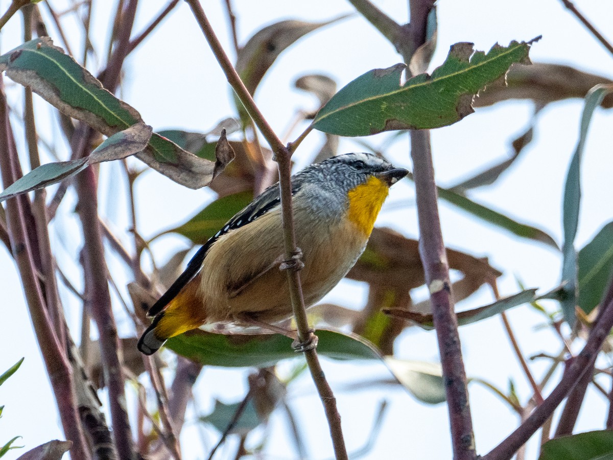 Spotted Pardalote - ML613756276