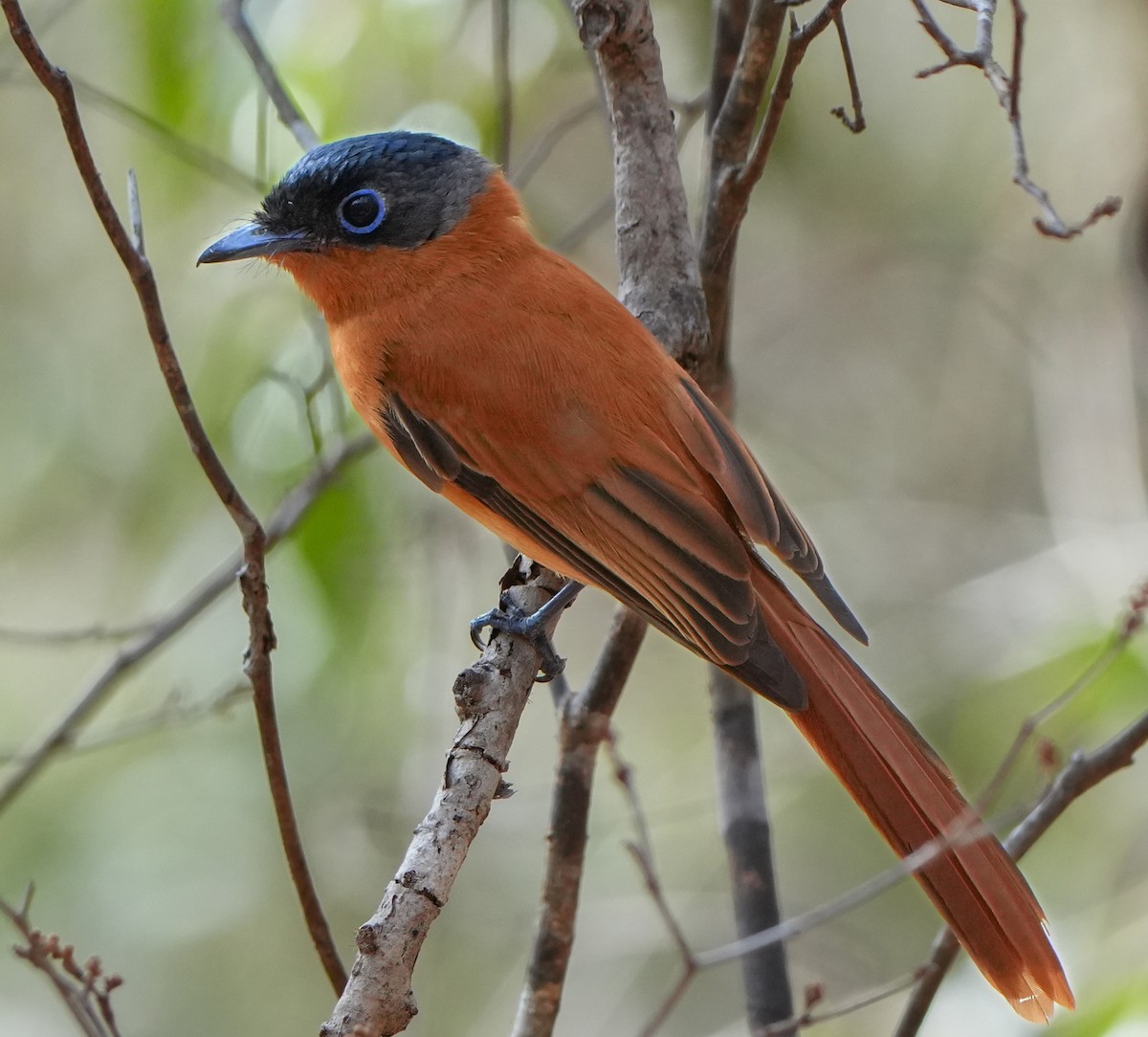 Malagasy Paradise-Flycatcher - ML613756298