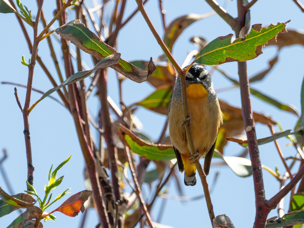 Spotted Pardalote - ML613756329