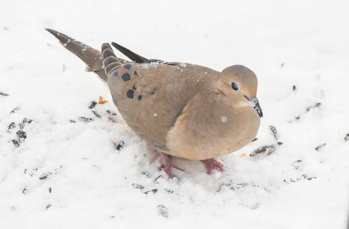 Mourning Dove - LAURA FRAZIER