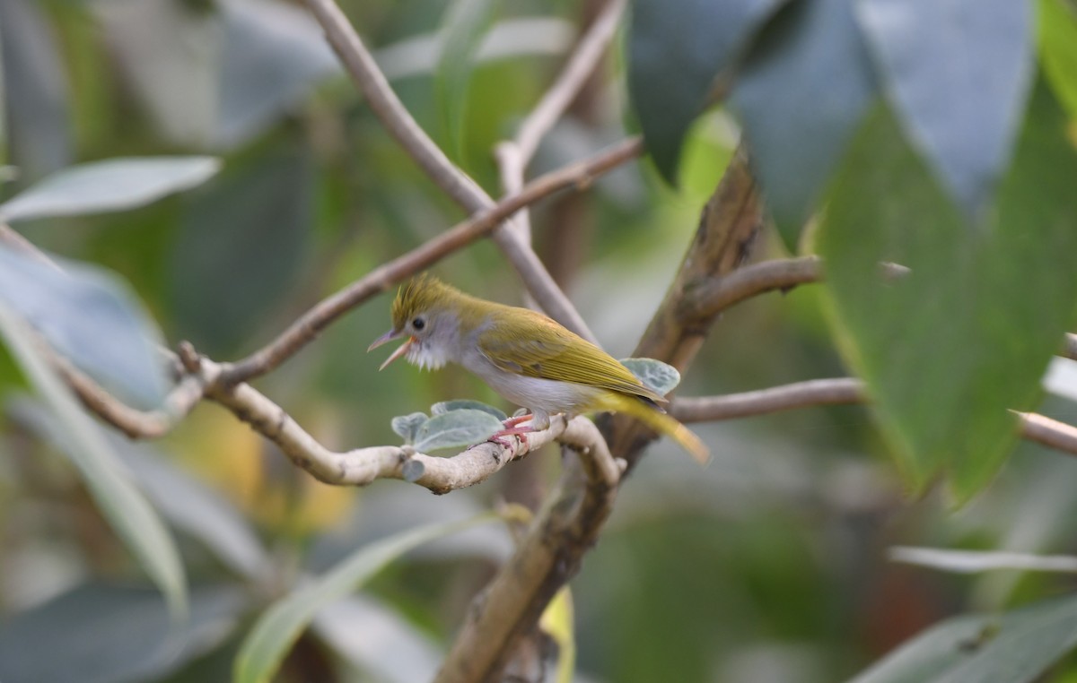 White-bellied Erpornis - ML613756389