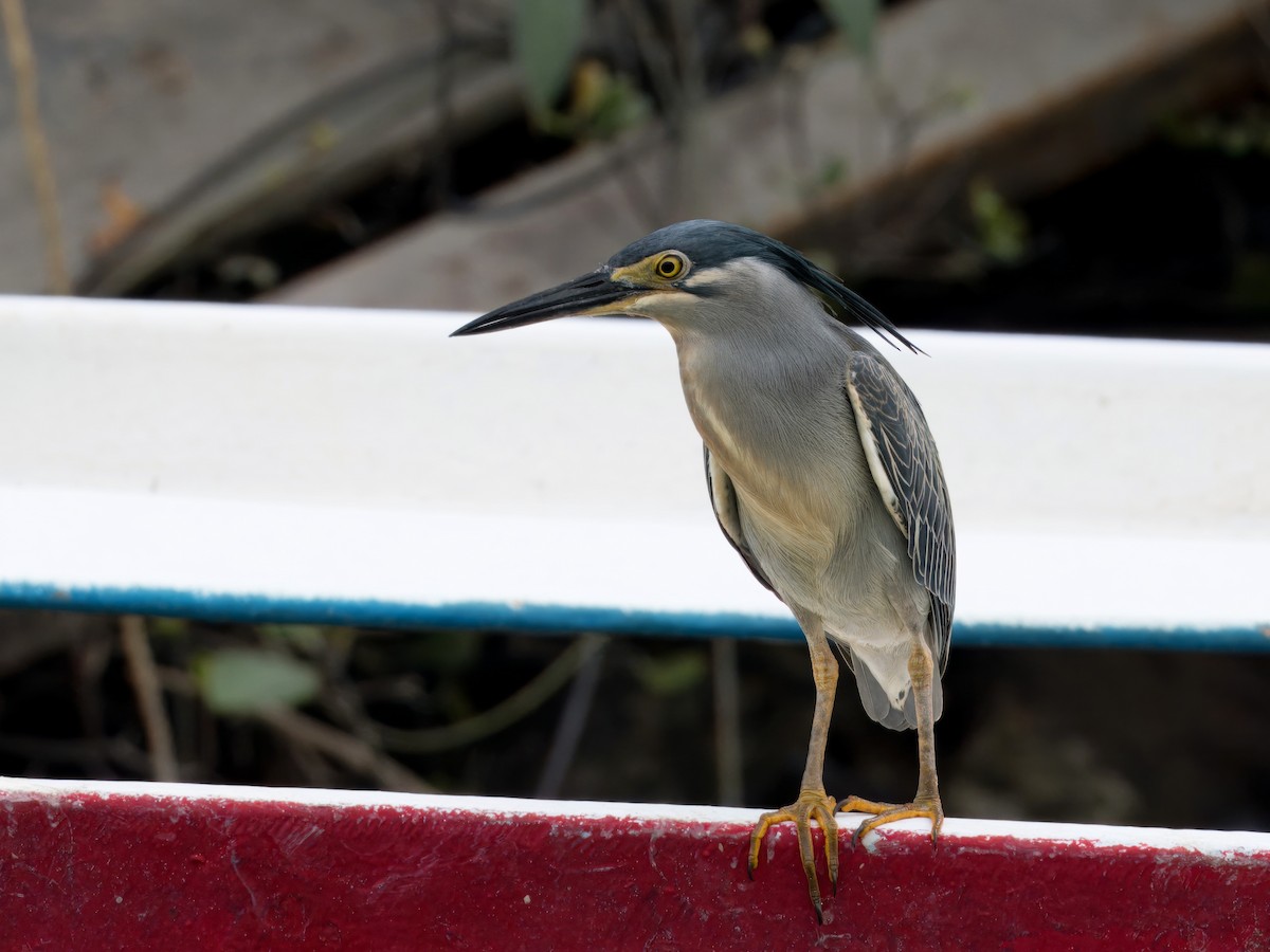 Striated Heron - ML613756440