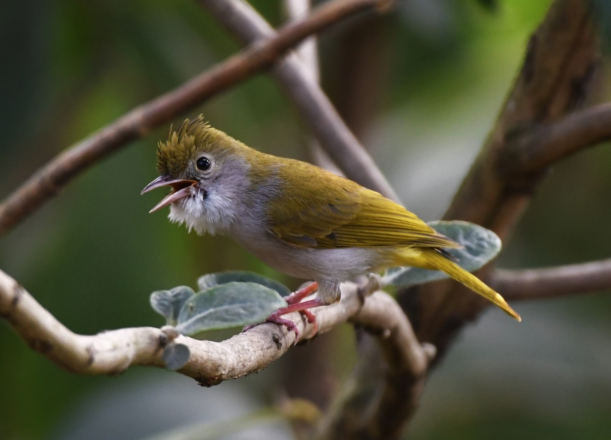 White-bellied Erpornis - ML613756467