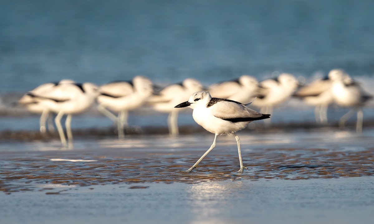 Crab-Plover - ML613756520