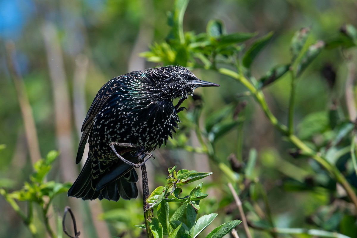 European Starling - ML613756578