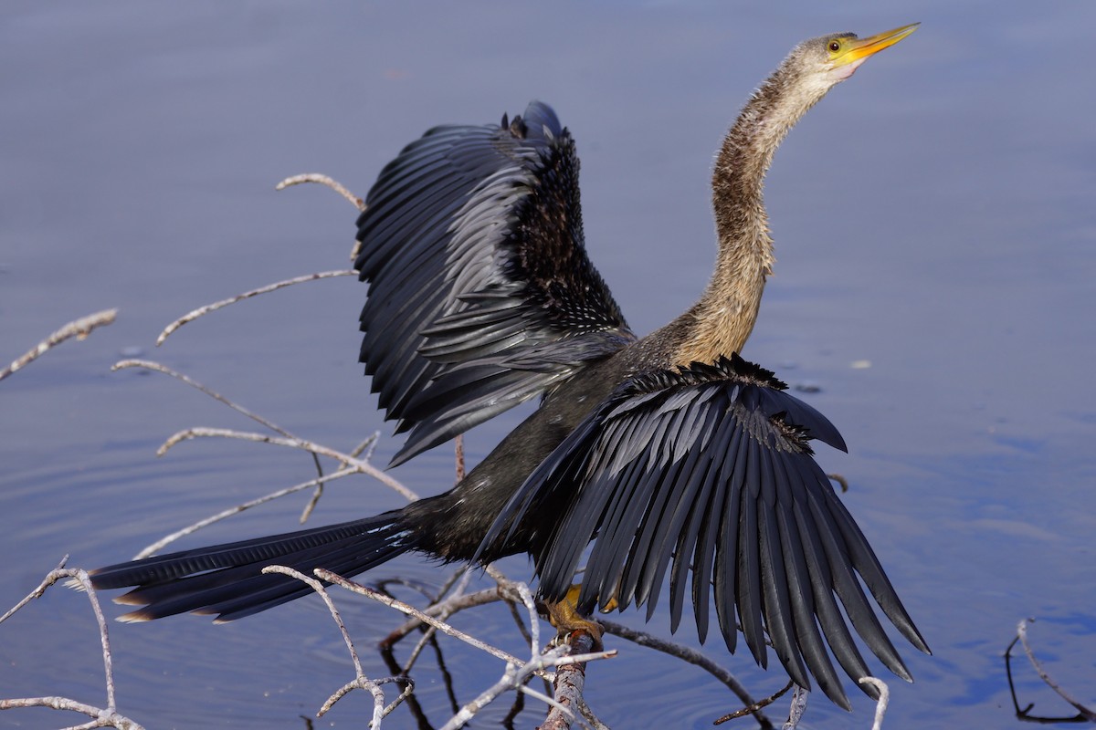 Anhinga d'Amérique - ML613756588